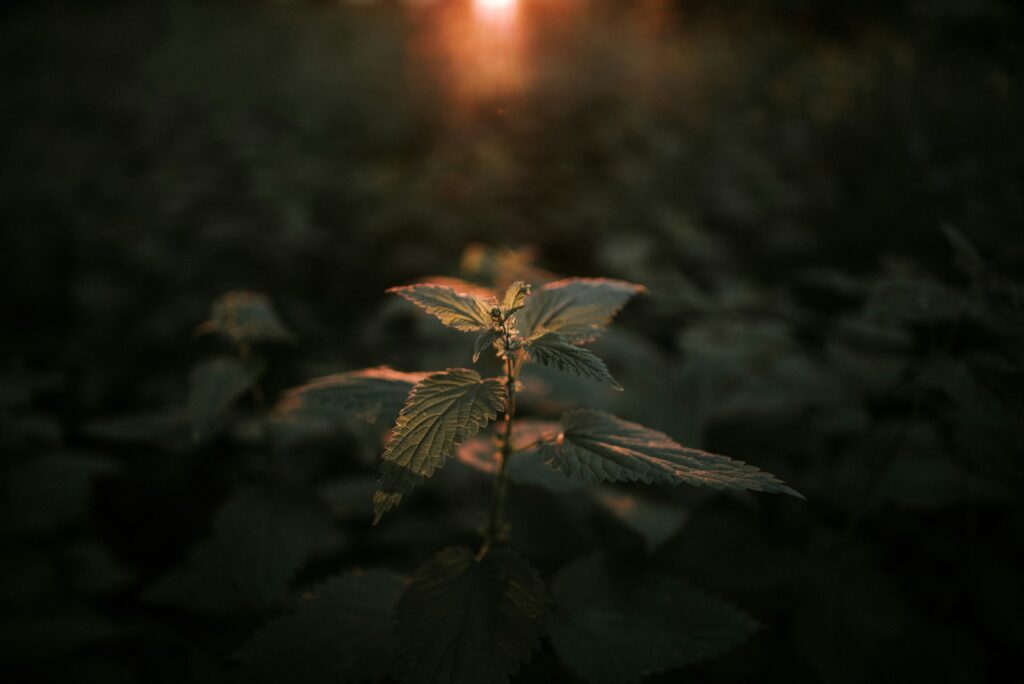 A plant in the middle of a dark forest